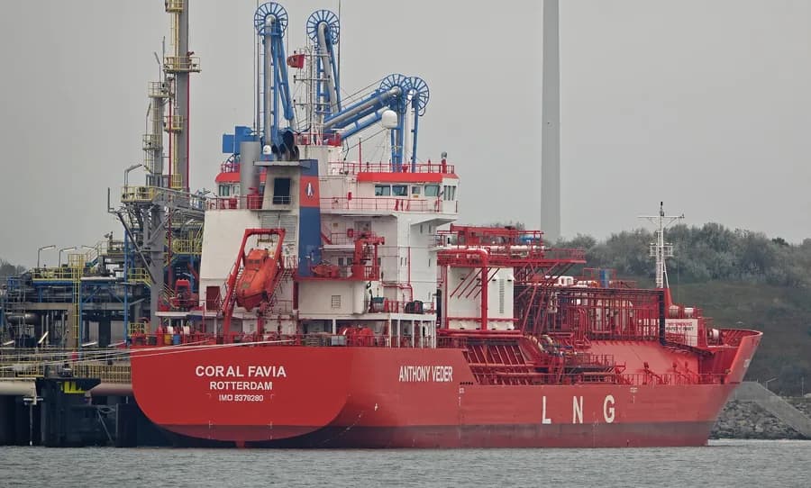 Coral Favia