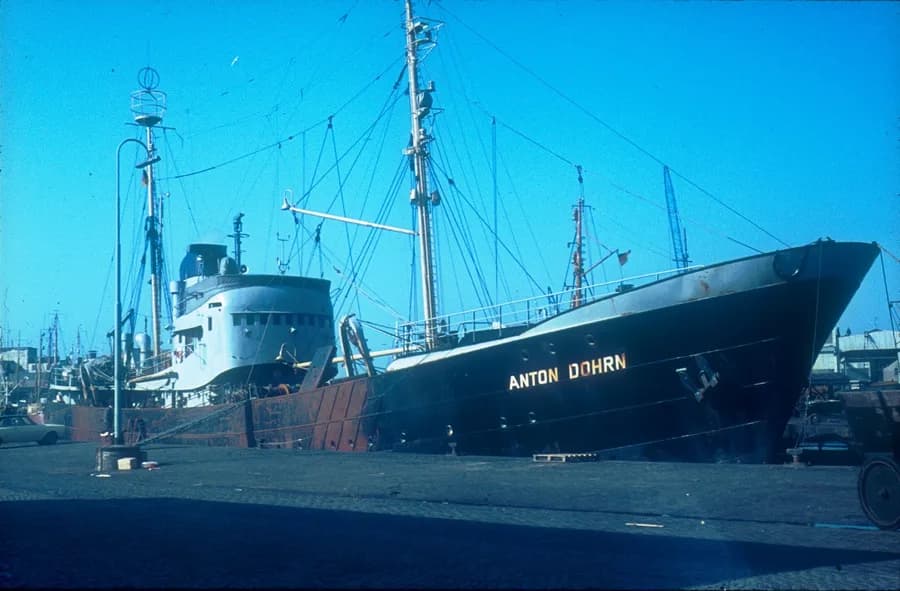 Anton Dohrn
