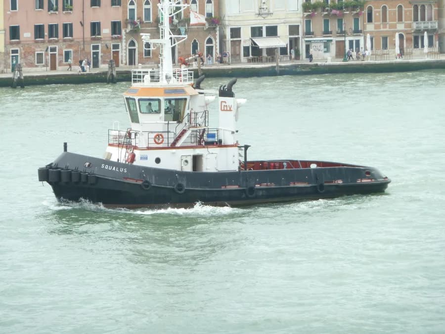 Squalus
